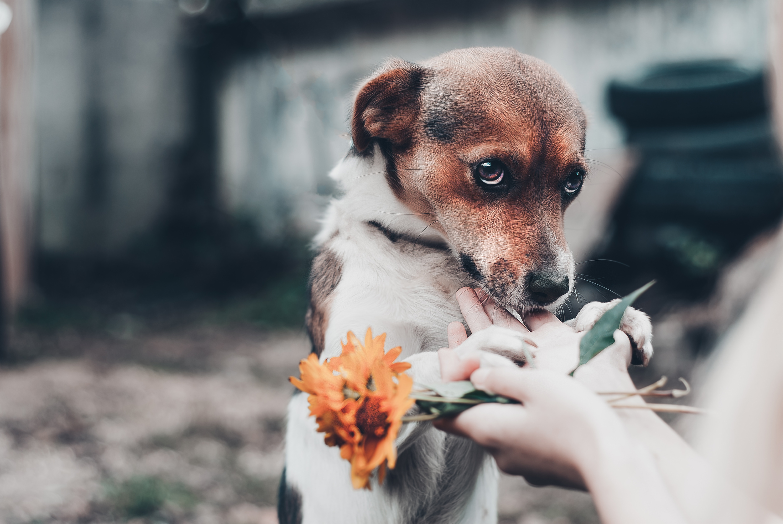 Sad,Pensive,Dog